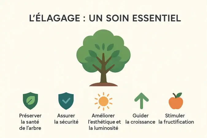 Illustration de l'&eacute;lagage d'un arbre